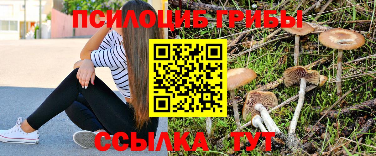Псилоцибиновые грибы Psilocybe Новоуральск